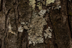 Hypotrachyna showmanii