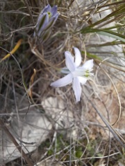 Androstephium coeruleum