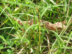 Hemidactylus kushmorensis