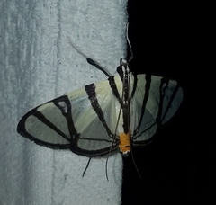 Conchylodes nolckenialis