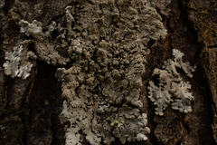 Hypotrachyna showmanii