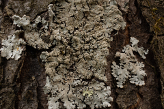 Hypotrachyna showmanii