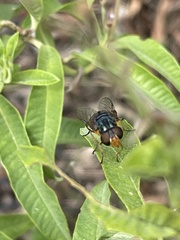 Austalis copiosa