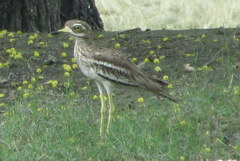 Burhinus indicus