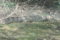 Crocodylus palustris
