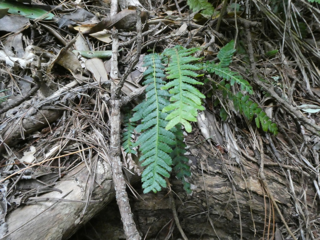 Rasp fern from Te Puru, New Zealand on January 21, 2023 at 09:20 AM by ...