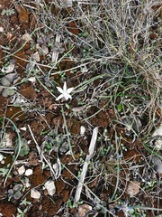 Androstephium coeruleum