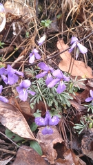 Viola pedata