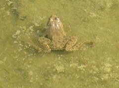 Euphlyctis cyanophlyctis