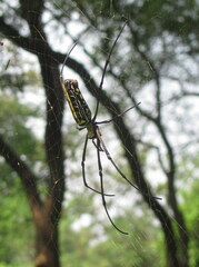 Nephila pilipes