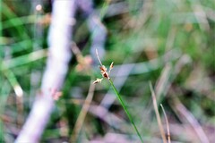 Fimbristylis ferruginea
