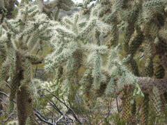 Cylindropuntia fulgida