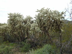Cylindropuntia fulgida
