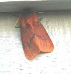 Phragmatobia assimilans