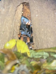 Megaphobema mesomelas