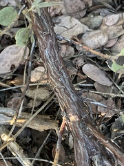 Arctostaphylos nissenana