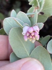 Arctostaphylos nissenana