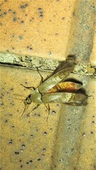 Ripiphoridae