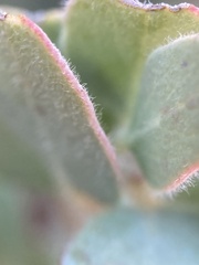 Arctostaphylos nissenana