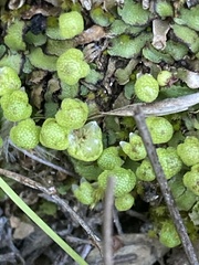 Asterella