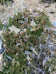 Selaginella hansenii