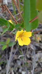 Hibbertia amplexicaulis