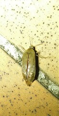 Ripiphoridae