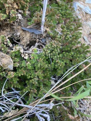 Selaginella hansenii