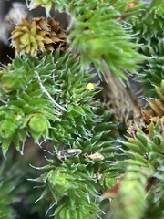 Selaginella hansenii
