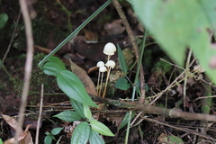 Marasmius galbinus