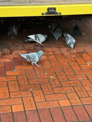 Columba livia domestica