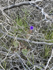 Phacelia campanularia
