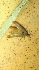 Ripiphoridae