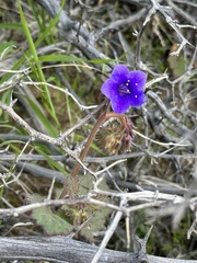 Phacelia campanularia