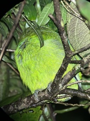 Aulacorhynchus prasinus