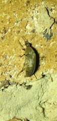 Ripiphoridae
