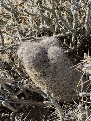 Escobaria chlorantha