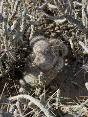 Escobaria chlorantha