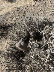 Escobaria chlorantha