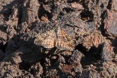 Epirrhoe plebeculata