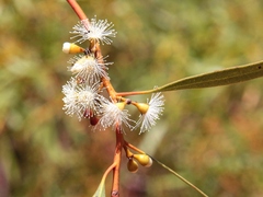 Eucalyptus leptophylla