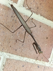 Archimantis latistyla