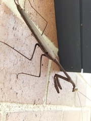 Archimantis latistyla