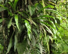 Thamnopteris