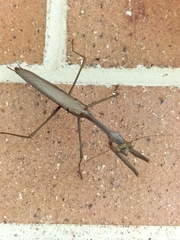 Archimantis latistyla