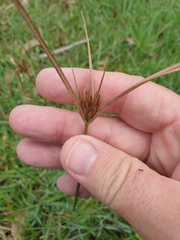 Cyperus polystachyos