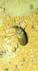 Ripiphoridae
