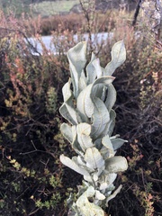 Eriodictyon tomentosum