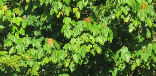 Macaranga aleuritoides