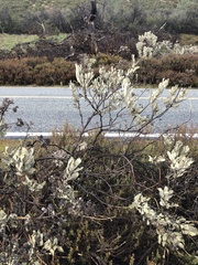 Eriodictyon tomentosum